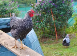 Krásní letošní kohouti od kvočny, různé druhy - prodám