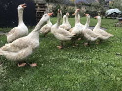 Německá nosná husa