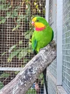 Papoušek nádherný