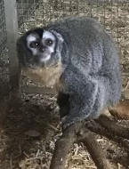 Mirikina