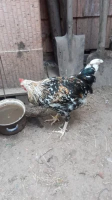 PRODÁM