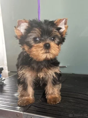 Jorkšírský teriér, s Pp