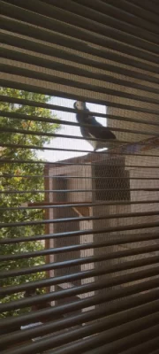 Koupím samici staroholandskeho kapucína