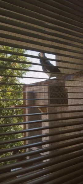 Koupím samici staroholandskeho kapucína