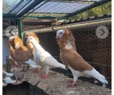 Koupím samici staroholandskeho kapucína