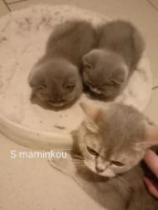 Britská koťátka