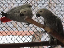 Žako velký- kongo 1.0 kroužek 2023/6