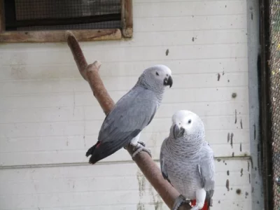 Žako velký- kongo 1.0 kroužek 2023/6