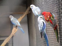 Rosela pestrá MODRÁ OPALÍN+