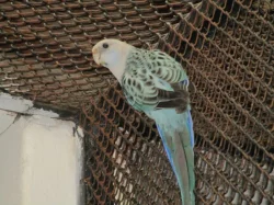 Rosela pestrá MODRÁ OPALÍN+