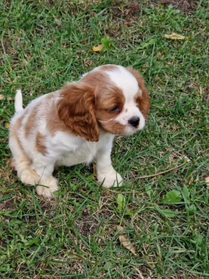 Kavalír King Charles Španěl