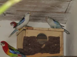 Rosela pestrá MODRÁ OPALÍN+