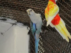 Rosela pestrá MODRÁ OPALÍN+