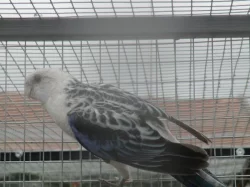 Rosela pestrá MODRÁ OPALÍN+