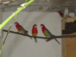 Rosela pestrá MODRÁ OPALÍN+