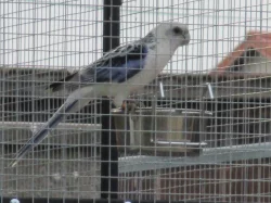 Rosela pestrá MODRÁ OPALÍN+