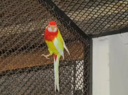 Papoušek červenokřídlý 1.1