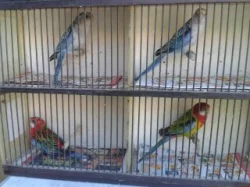 Papoušek červenokřídlý 1.1