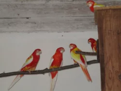 Papoušek červenokřídlý 1.1