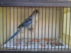 Papoušek červenokřídlý 1.1