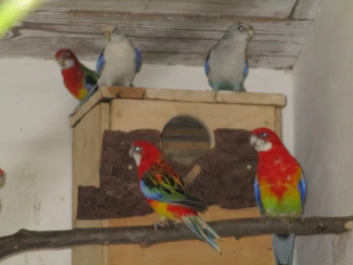 Papoušek červenokřídlý 1.1