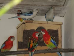 Papoušek červenokřídlý 1.1