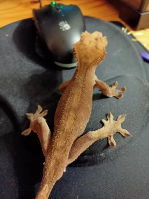 Pagekon řasnatý samci