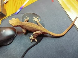 Pagekon řasnatý samci