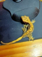 Pagekon řasnatý samci