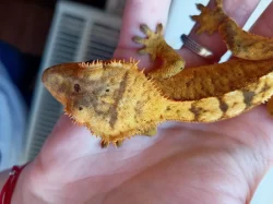 Pagekon řasnatý samci