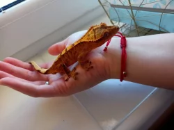 Pagekon řasnatý samci