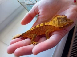 Pagekon řasnatý samci