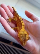 Pagekon řasnatý samci