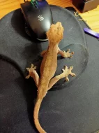 Pagekon řasnatý samci