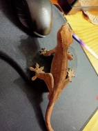 Pagekon řasnatý samci