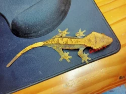 Pagekon řasnatý samci