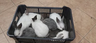 Prodám mladé králíky po odstavu