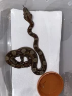 Hroznýš královský - Boa constrictor imperator