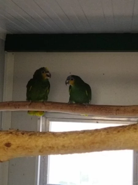 Prodám Amazoňan oranžovokřídlý