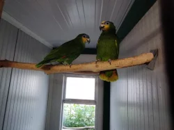 Prodám Amazoňan oranžovokřídlý