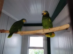 Prodám Amazoňan oranžovokřídlý