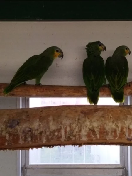 Prodám Amazoňan oranžovokřídlý