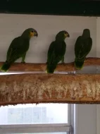 Prodám Amazoňan oranžovokřídlý