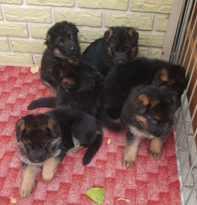 Německý ovčák - štěňata