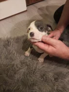 Americký stafordšírský teriér