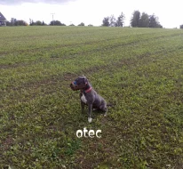 Americký stafordšírský teriér