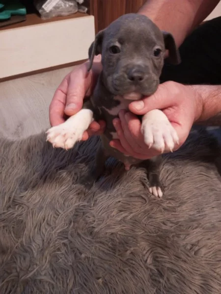 Americký stafordšírský teriér