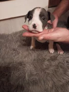 Americký stafordšírský teriér