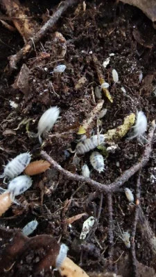 Porcellio laevis