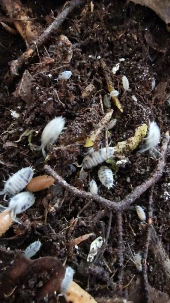 Porcellio laevis